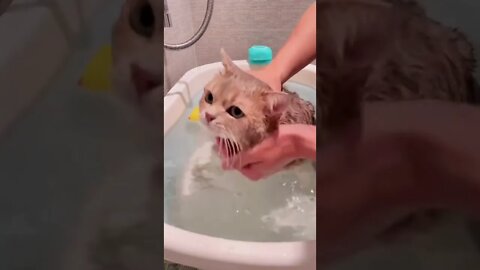 FUNNY CUTE KITTEN - Tiktok Compiled #Shorts