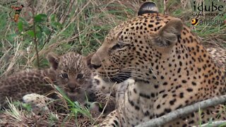 Seriously Cute Little Leopard Cub