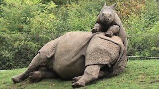 Baby rhino adorably begs tired mom to play