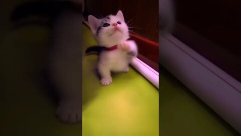 Funniest Cats 😹 - Don't try to hold back Laughter 😂 - Funny Cats Life #shorts #funny