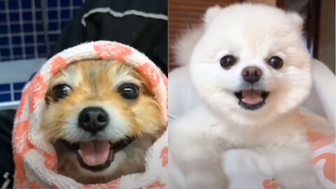 Angry - Funny Dogs of TikTok 😮 - angry Pet videos 😱