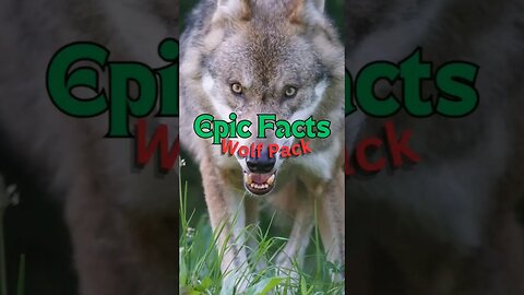 Epic Gray Wolf Facts: Strongest WolfPack #wolfpack #graywolves #shorts #wolffacts