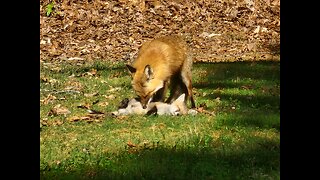 Fox Babies 20230421 part 2