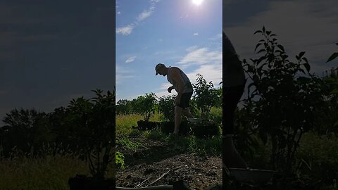 Picking the Peppers that Peter Piper missed 🫑🌶🫑🌶