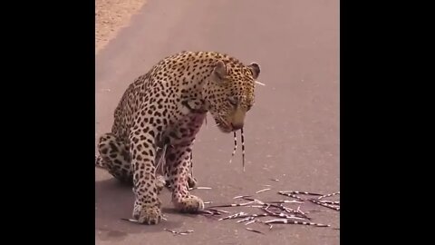 Leopard covered in quills after attacking Porcupine