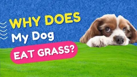 Why Does My Dog Eat Grass?