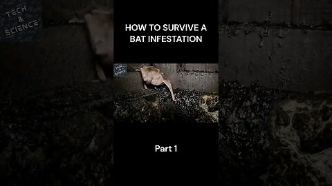 HOW TO SURVIVE A BAT INFESTATION Part 1 #ytshorts #shortvideo #techandscience #shorts