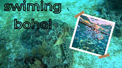 Bohol island hopping such a lovely day #bohol #travel vlog