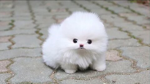 Cute Pomeranian Puppies Videos Compilation 2023 | Cutest and Funny Dogs