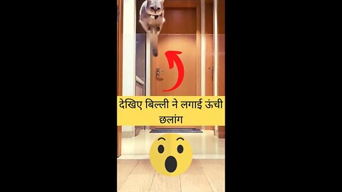 देखिए बिल्ली ने लगाई ऊंची छलांग😱See the cat jumped high👈