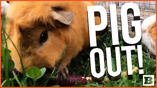 PIGGIN' OUT! Guinea Pigs SNARF DOWN Fresh Veggies at Oregon Zoo