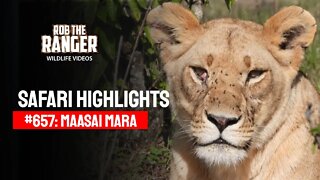 Safari Highlights #657: 20th January 2022 | Maasai Mara/Zebra Plains | Latest Wildlife Sightings