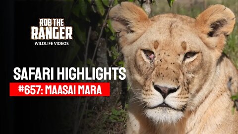 Safari Highlights #657: 20th January 2022 | Maasai Mara/Zebra Plains | Latest Wildlife Sightings