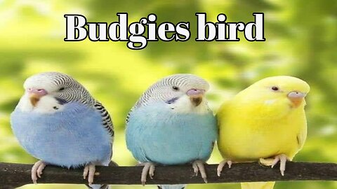 budgies birds beautiful !!