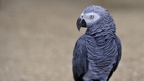 African grey parrots are native to west and central Africa