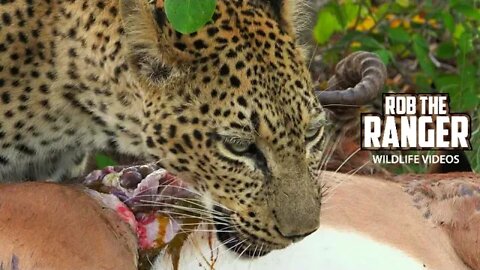 Male Leopard Takes An Impala From A Female Leopard