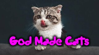 God Made Cats