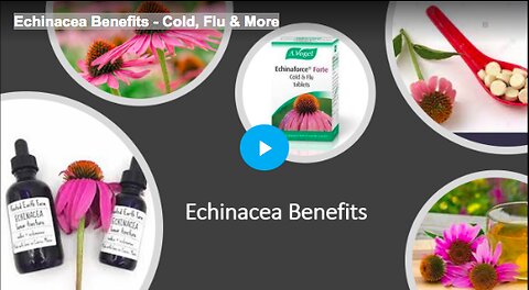 How to use echinacea to treat colds and the flu