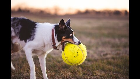 Dog playing food ball, best laughing moment 🤣😂🤣🤣😂😂