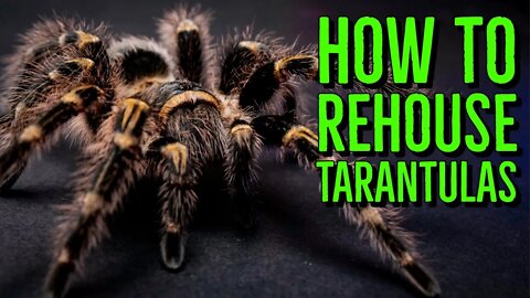 How To Rehouse a Tarantula - Terrestrial Species