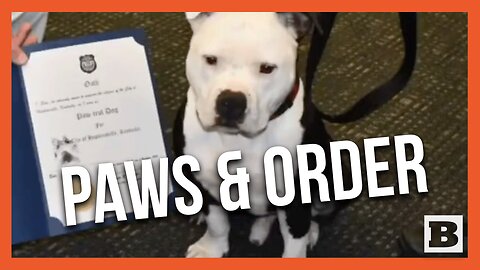 Rescued Pit Bull Becomes Official Paw-trol Officer After Adopted by Kentucky Police Department