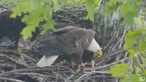 Hays Eaglet H13 unzips and self feeds a fish 2021 05 11 18:21