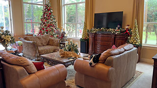 Dogs & Cat Enjoy Squirrel Theme Christmas Decorations