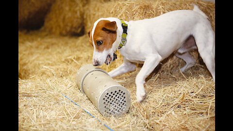 In Hay Barn With Dog