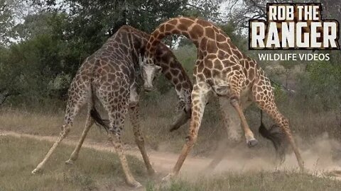 Giraffe Battle!!! | African Safari Sighting