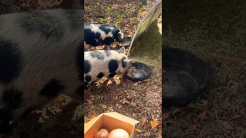 PIGS ON THE FARM #smallfarm #pigs #farmanimals #homestead #farmlife #kunekune #asmr #farming #foryou