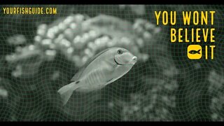 What Happens If Your Fish Stops Swimming: THIS WILL SURPRISE YOU