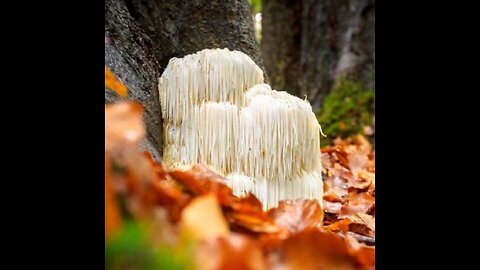 The Amazing Benefits of Lion's Mane Mushrooms - Brain Cells Growing Back!