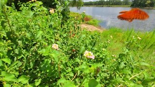 ASMR - Gulf Fritillary At Huntsville State Park, Texas