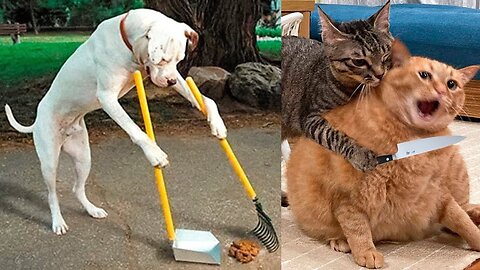 World Best Funniest🤣Cat vs animal vs Kid 🤼‍♂️ Entertainment Don't Try Laughing 🤣 2024 clips 🫡