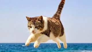 Funny pets cat video😹best funny cats video😹
