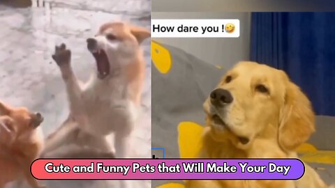 Non-Stop Laughter with Funny Pets clips | Funny video of pets