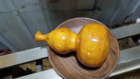 Unveiling the Golden Cumulus Gourd: A Captivating Journey into Nature's Golden Elegance
