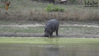 Hippo Getting Back In The Water