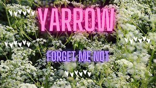 Yarrow - Forget Me Not