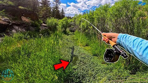 This Tiny Spring Creek Was LOADED with Trout! (Fly fishing)
