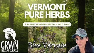 Vermont Pure Herbs - Blue Vervain ( Verbena hastata)