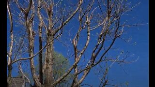 Pruning Chinese Fringetree or Chionanthus Retusus