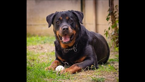 Rottweiler love to take caresses