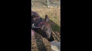 Heifers being petted.