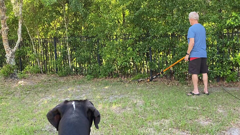 Great Dane Watches As Baby Alligator Is Encouraged To Leave The Yard