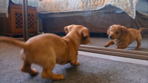 Funny dog fights himself in the mirror