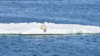 Polar Bears Are Swimming Themselves To Death As Sea Ice Melts