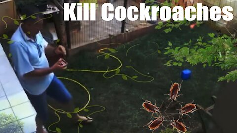 To kill cockroaches, I destroyed my garden.