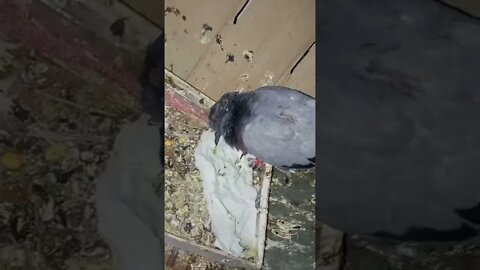 😢 कबूतर 🕊️ कुछ नहीं खा रहा है। शांत है। एकदम #shorts #kabutar #pigeon #viral #viralvideo