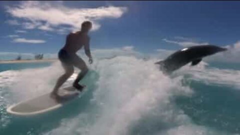 Golfinho junta-se a sessão de wakesurfing